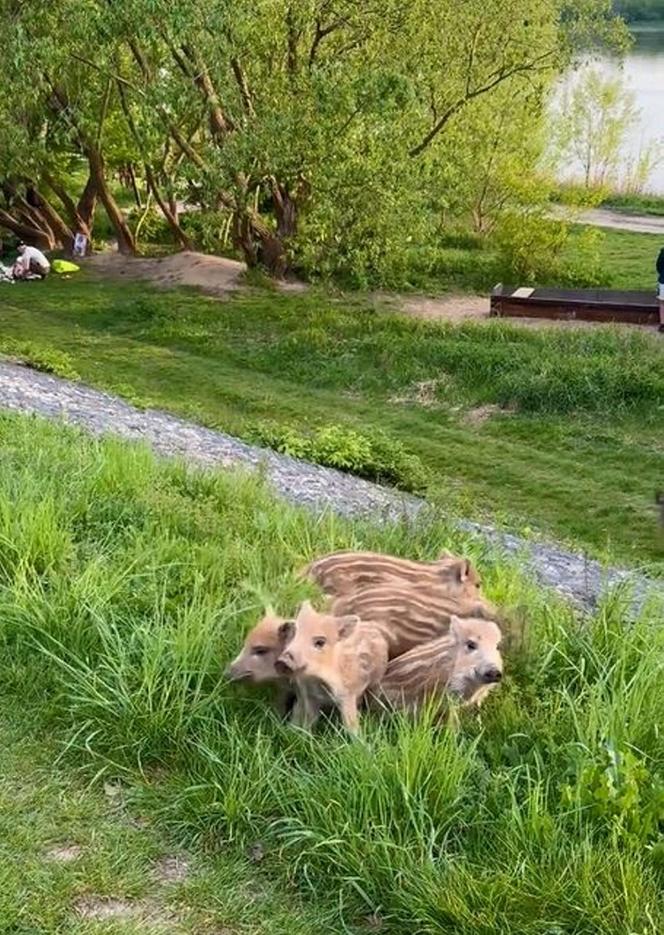 Zobaczcie tylko, co oni robią! Nagranie znad Wisły niesie się po sieci. Chwile grozy podczas rodzinnego pikniku