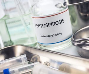 Leptospiroza - choroba odzwierzęca spowodowana zanieczyszczeniem wody