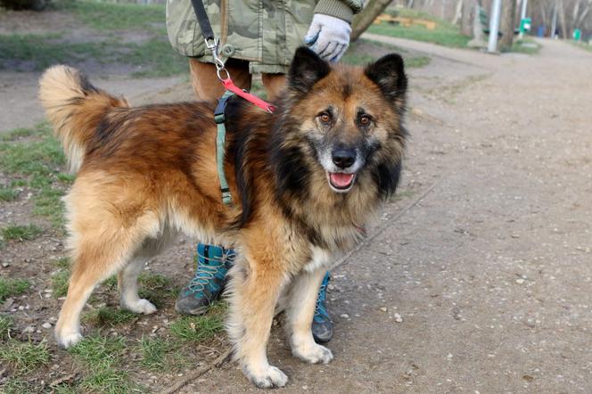 Jedy szuka domu. Pies do adopcji.