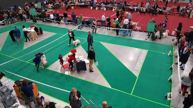 Międzynarodowa Wystawa Psów Rasowych w Bydgoszczy