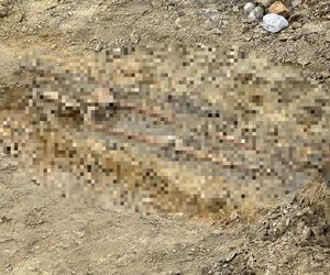 Na budowie trasy tramwajowej wykopali ludzki szkielet. Czyje szczątki odnaleziono?