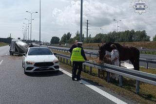 Na autostradzie w Gliwicach stoi...koń. To nie żart!