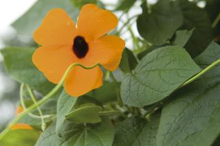 Pnącza na balkon - tunbergia oskrzydlona (Thunbergia alata). Czy tunbergię można przezimować do następnego sezonu?