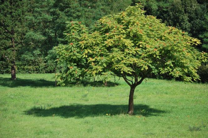 Bożodrzew gruczołkowaty