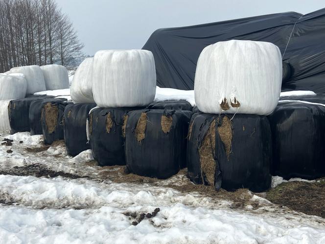 Żubry wyjadają nam jedzenie