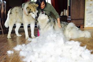 Wielichowska wyczesała psa na maksa