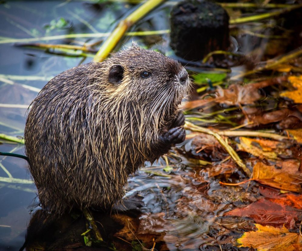 Trwa polowanie na nutrie w Rybniku. Wolontariusze wyłapują zwierzęta by je ocelić