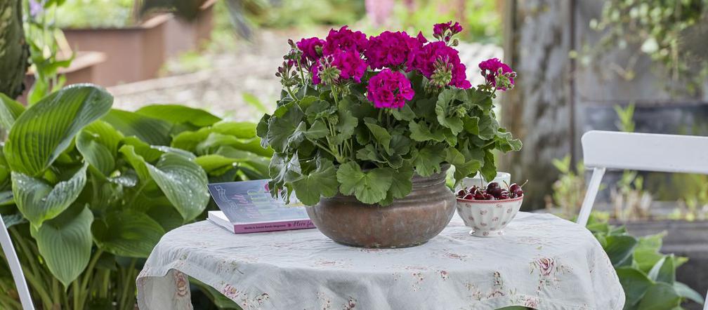 Pelargonie na stole