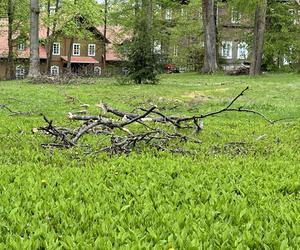 Miesiąc po wichurze, odwiedziliśmy miejsce tragedii w Rabce-Zdroju. Oto, co zobaczyliśmy