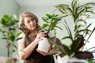 Ten lubiany kwiat króluje w polskich domach. Nazywany rośliną biedy. Przynosi pecha i otacza złą aurą wszystkich domowników. Pechowe kwiaty