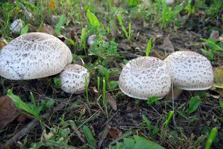 Sezon na grzyby 2021:Które grzyby trujące są podobne do jadalnych?