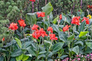 Paciorecznik ogrodowy (kanna) - Canna × generalis