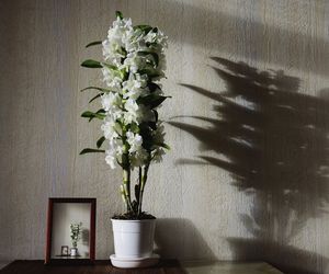 Storczyk dendrobium został przelany [Porada eksperta]
