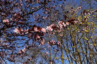 Wiosna w Międzyzdrojach zachwyca