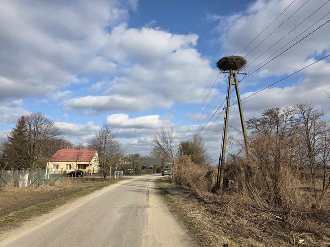 Pierwsze bociany już w Polsce