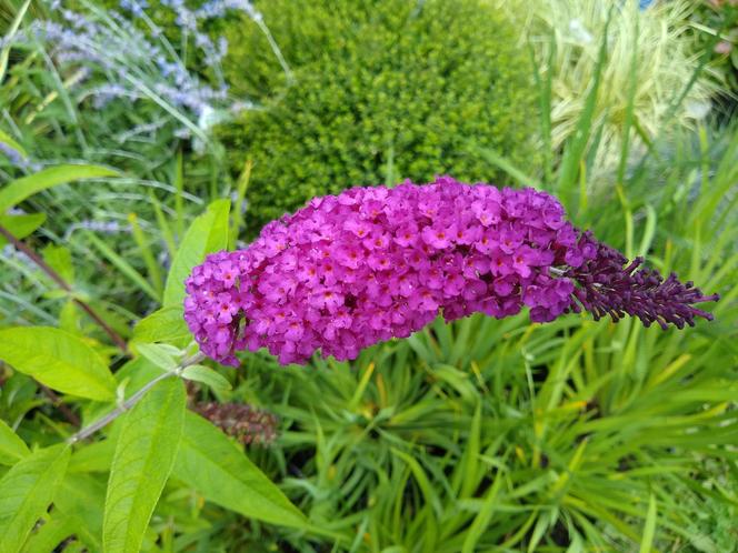 Budleja Dawida (Buddleja davidii) 