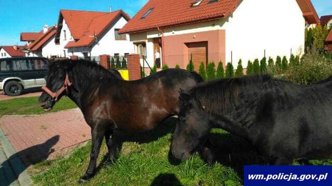 Zaskakujący widok w Kętrzynie. Niesforne kucyki wybiegły na ulicę [ZDJĘCIA]