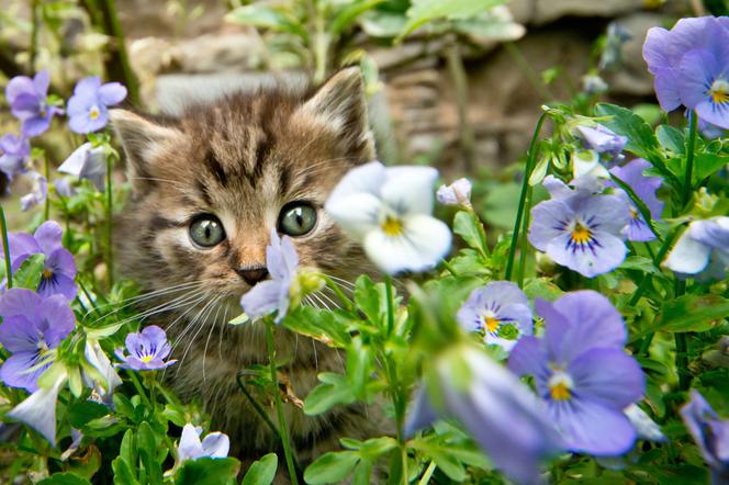 Jak odstraszyć koty z ogrodu? Czym odstraszyć koty? Sprawdzone sposoby 