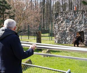 Nowe niedźwiedzie w zoo Akcent w Białymstoku