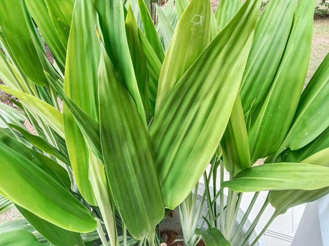 Aspidistra wyniosła