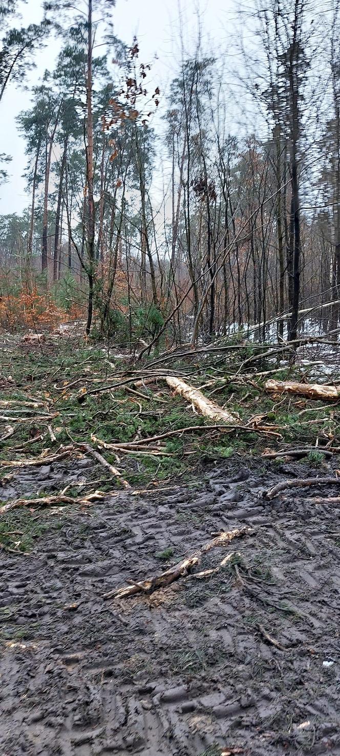 Trwa wycinka drzew w Kraśniku. Mieszkańcy się oburzają, a leśnicy tłumaczą to wymianą pokoleń
