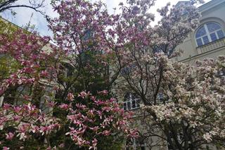 Magnolie na Dziedzińcu KUL - ponownie zachwycają swoim pięknem