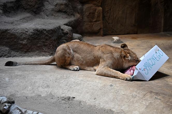 Dzień lwa w zoo