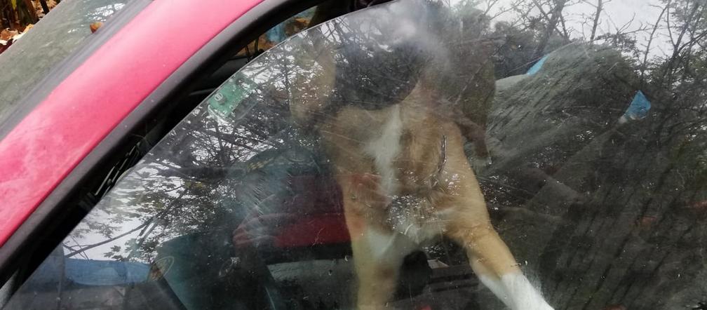 Trzymała pieska i kota w nieludzkich warunkach! 