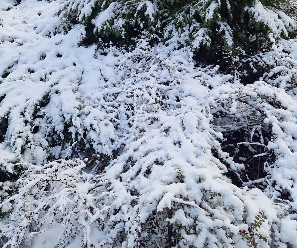 -16 stopni, śnieg i jeszcze to! Paskudna zima w Polsce [Prognoza IMGW na 4.12.2023]