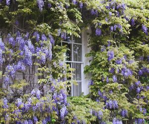 Wisteria (glicynia)