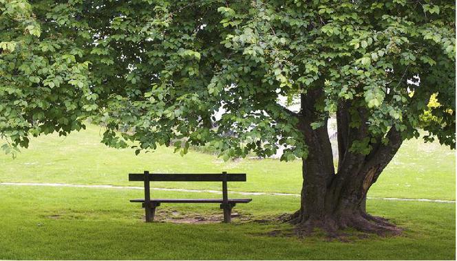 Kolejny park w Zielonej Górze zostanie zrewitalizowany