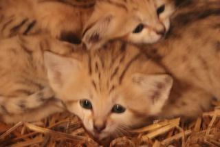 Gdańsk: Koty pustynne przyszły na świat w oliwskim zoo! Zobaczcie jakie słodziaki! [ZDJĘCIA]