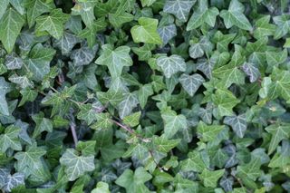 Bluszcz pospolity - Hedera helix