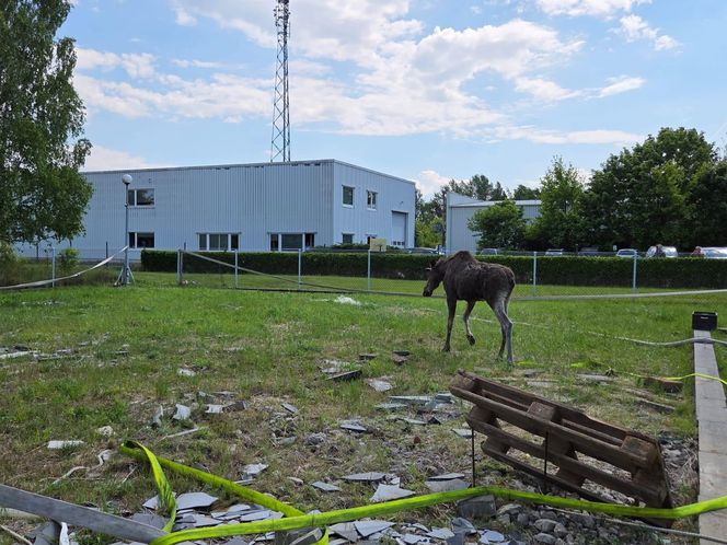 Biedne zwierzę zostało uwięzione w wodzie po kolana