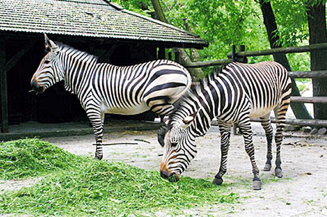 Nowe pasiaste mieszkanki zoo