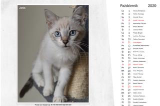 Wyjątkowy kalendarz dla kociarzy. Najpiękniejsze koty przygarnięte przez społeczny komitet [ZDJĘCIA, WIDEO]