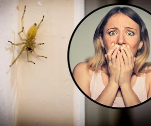 Najbardziej jadowity pająk w Polsce kolonizuje miasta! Eksperci ostrzegają przed ukąszeniem