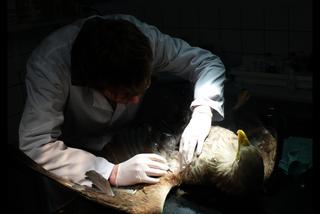 Uratowali zatrutego orła