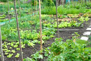 Zasady zmianowania w ogrodzie warzywnym - jakich warzyw nie uprawiać po sobie?