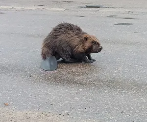 Straż pożarna wezwana do bobra! Futrzany gość w centrum miasta. ZDJĘCIA