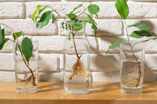 Jak rozmnażać domowe rośliny doniczkowe? Poznaj sposoby rozmnażania roślin doniczkowych
