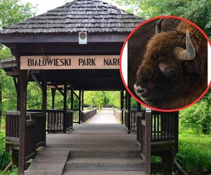 Białowieski Park Narodowy tłumaczy się z odstrzału zdrowego żubra