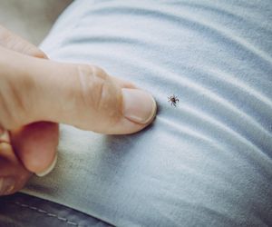 Zanim ugryzie, już nie zaraża. Nowy pomysł na walkę z boreliozą
