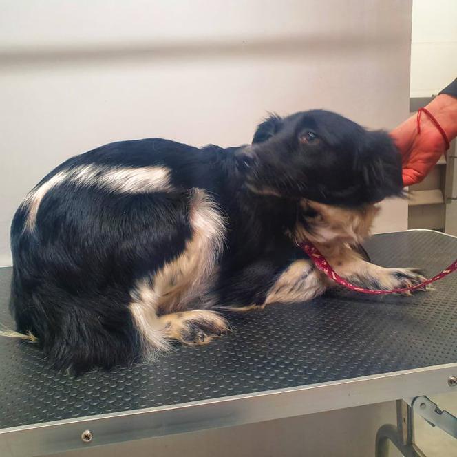 Suczka padła ofiarą zoofila?! Zwierzę ma nowy dom, ale ciągle się boi