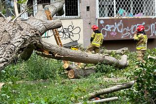  Drzewo runęło na blok! Roztrzaskane szyby w oknach, rozryta elewacja i zarwane balkony