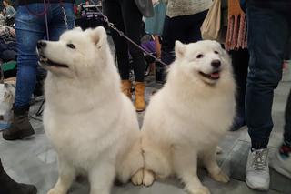 Międzynarodowa Wystawa Psów Rasowych w Bydgoszczy