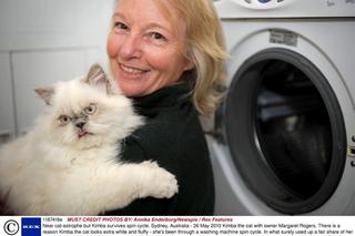 Kot wyprany w pralce