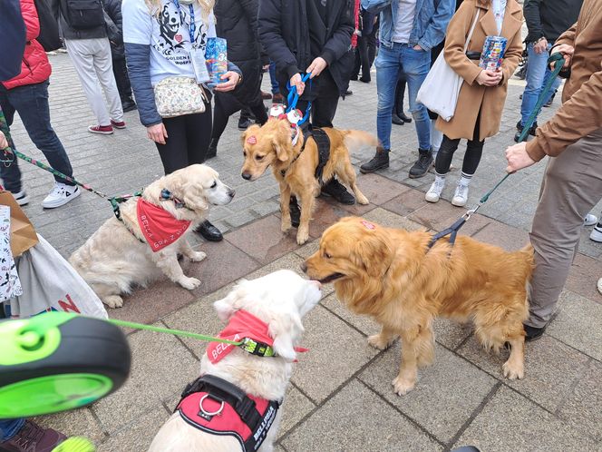 33. Finał WOŚP z grupą krakowskich Golden Retrieverów