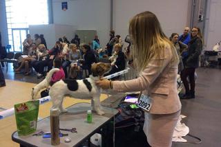 Wystawa Psów Rasowych w Poznaniu 2016