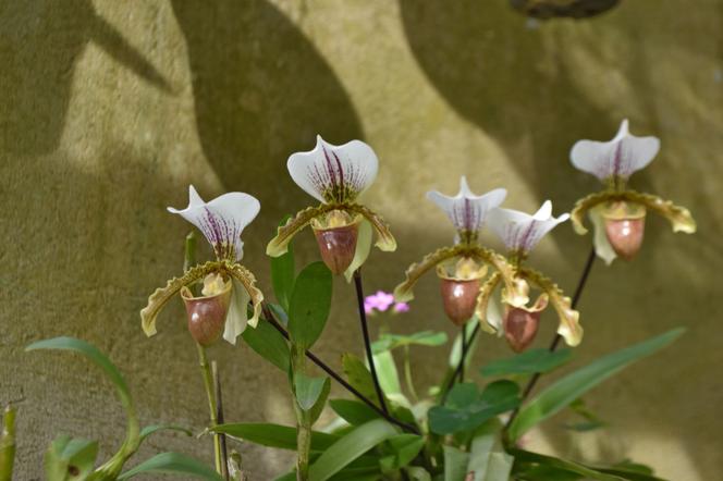 Storczyk Paphiopedilum